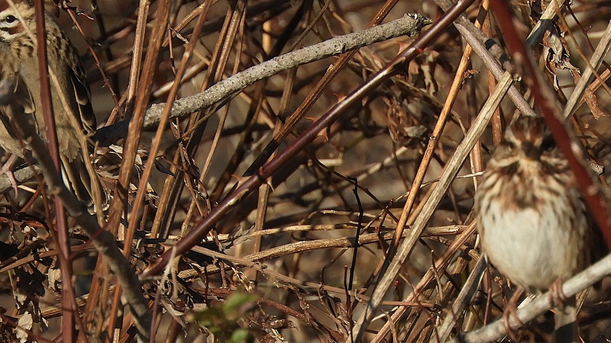 ヒバリヒメドリ - ML647388645