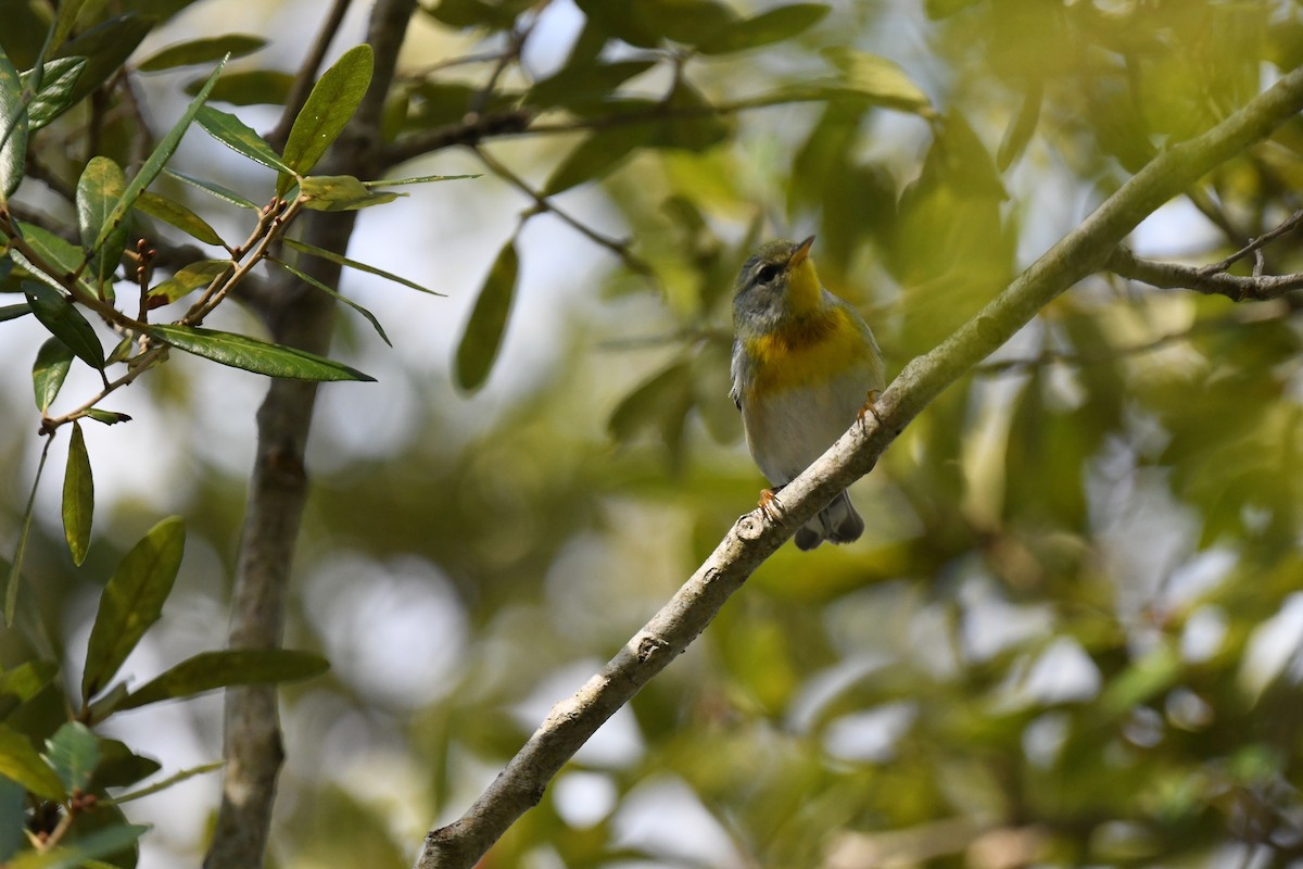 Очковая древесница - ML647388649