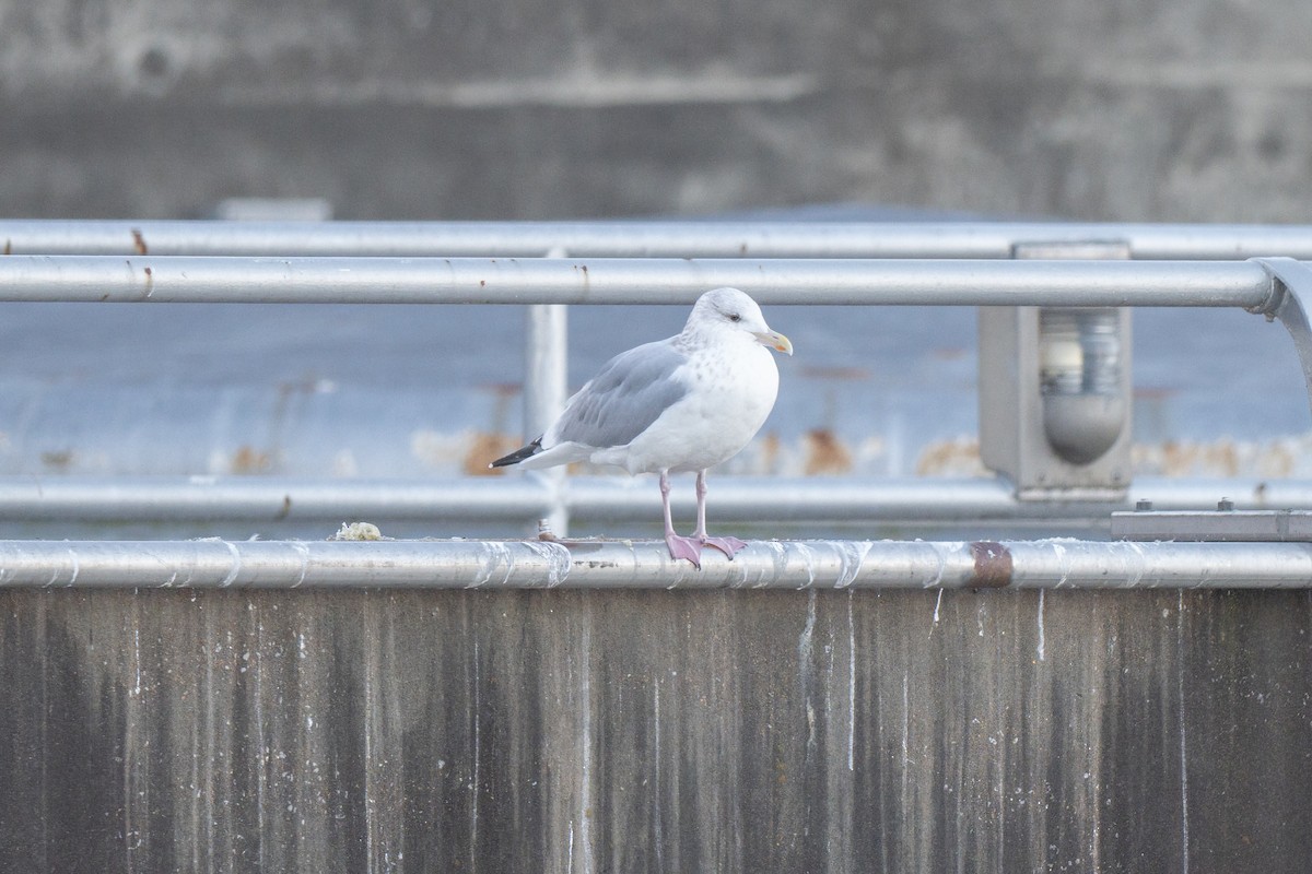 grønlandsmåke - ML647388650