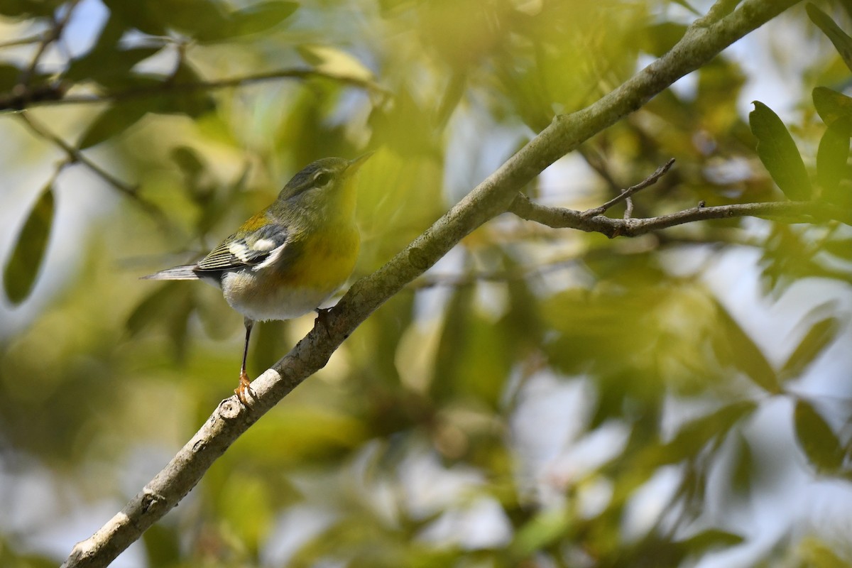 Очковая древесница - ML647388654