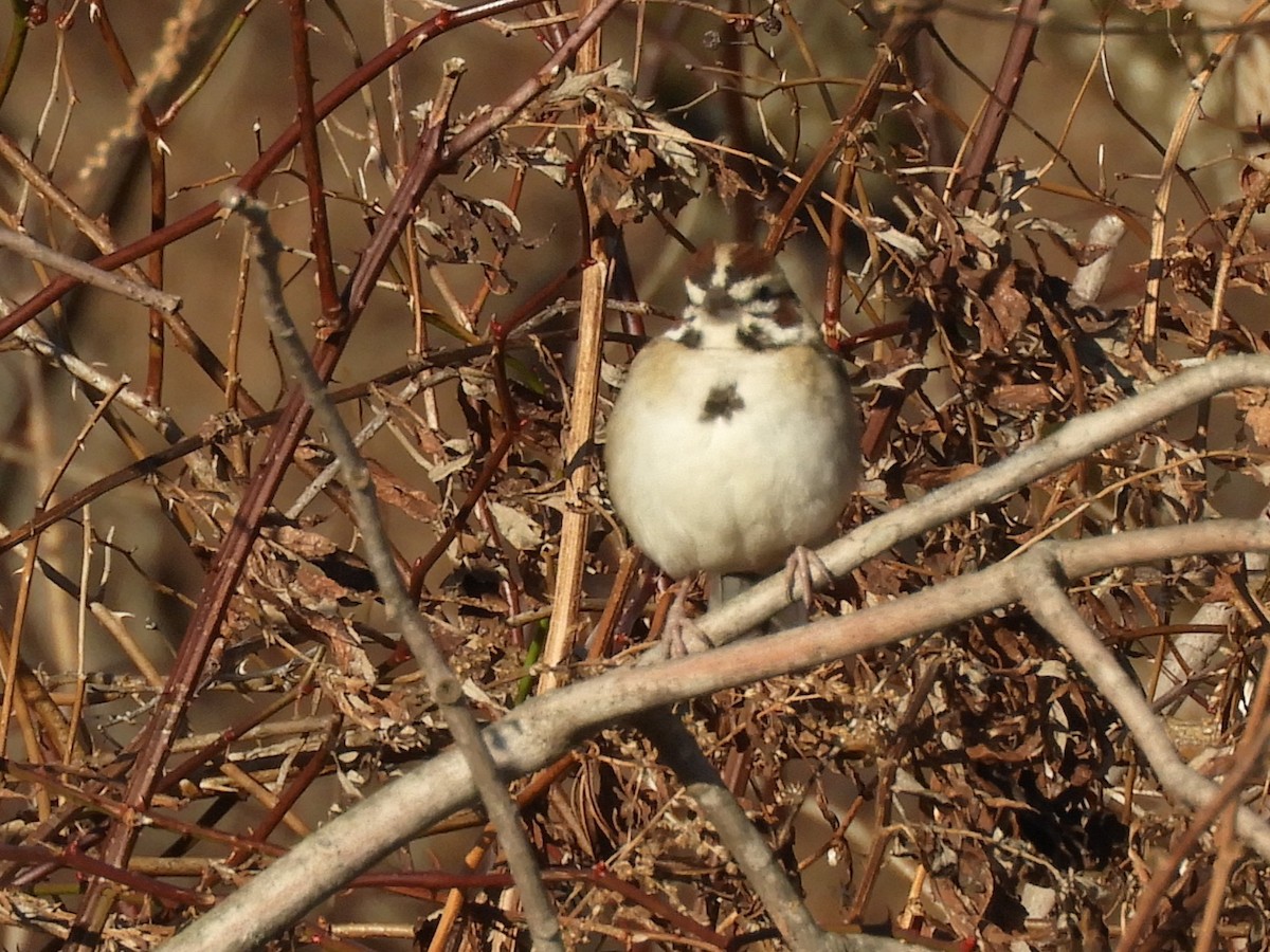 ヒバリヒメドリ - ML647388660