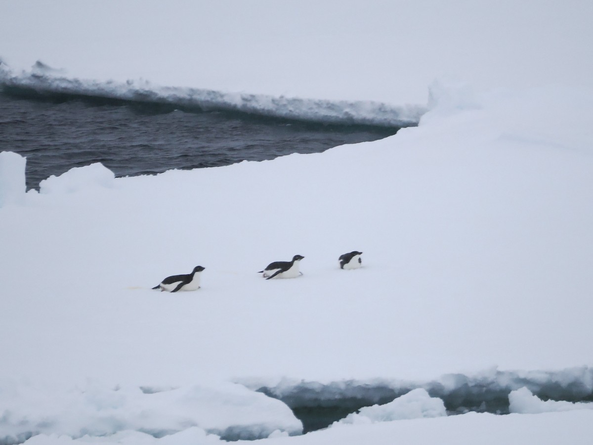 tučňák kroužkový - ML647388665