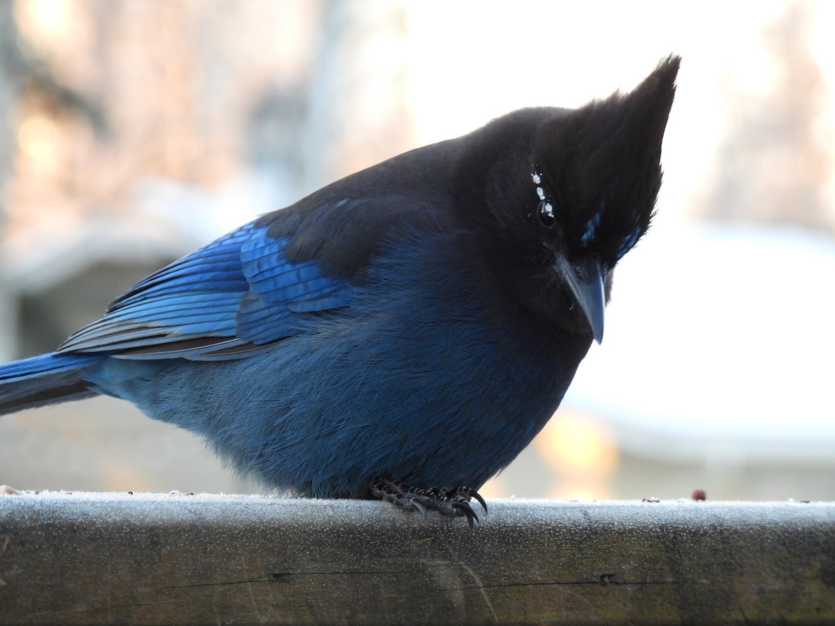 Steller Kargası - ML647388671