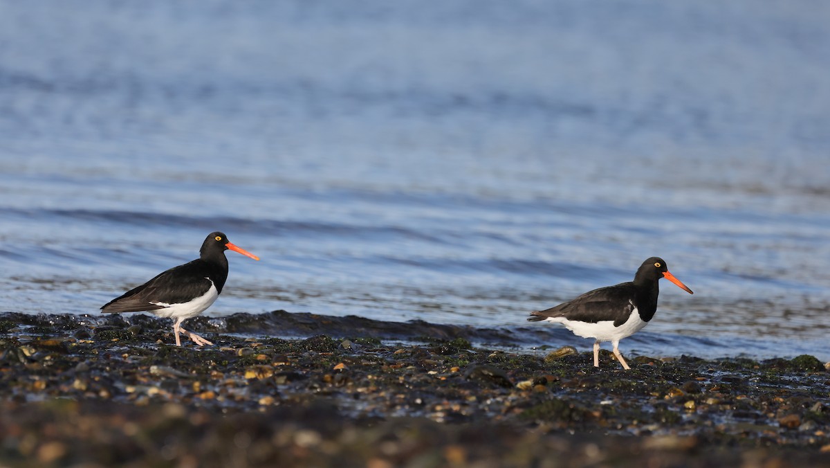 ústřičník žlutooký - ML647388672