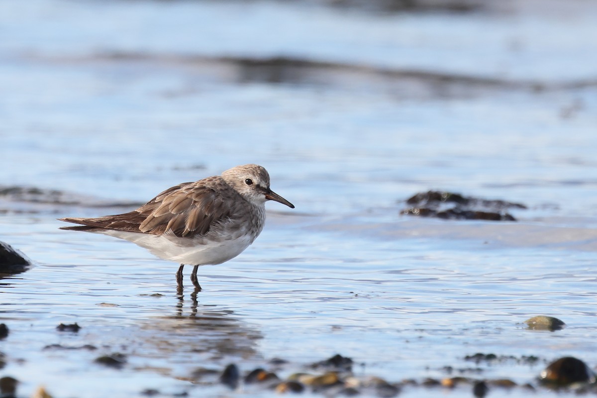 jespák tundrový - ML647388677