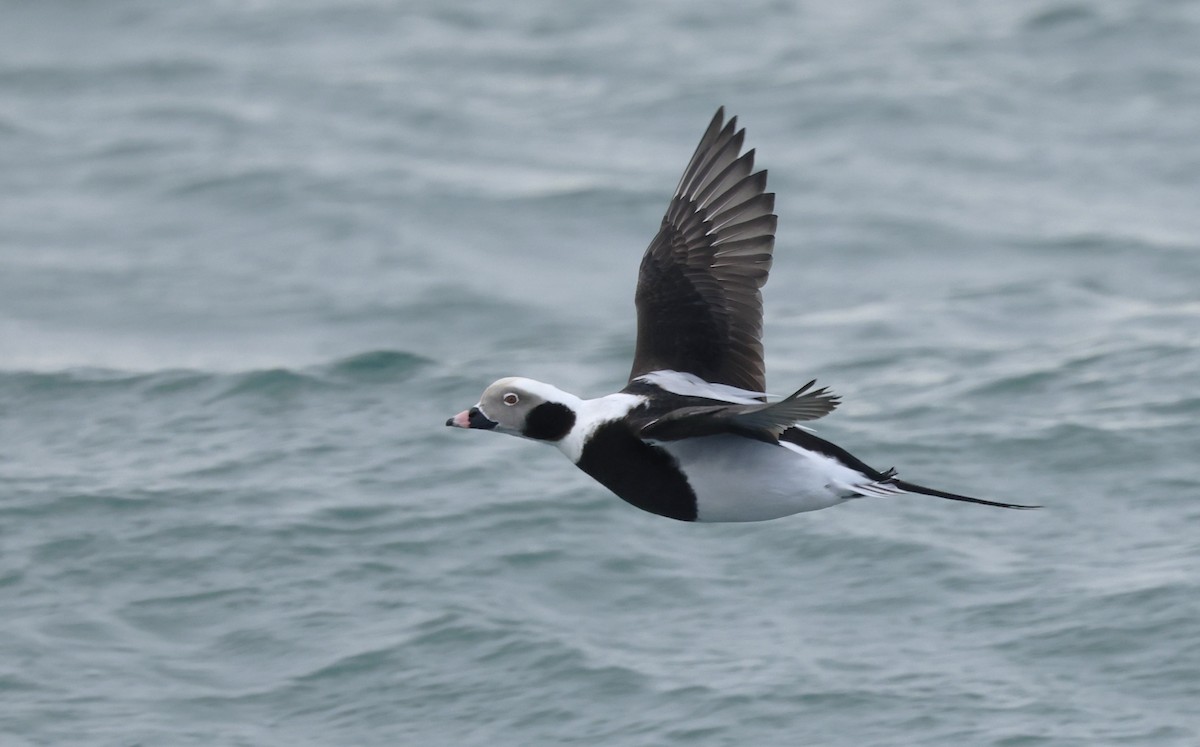 hoholka lední - ML647388678