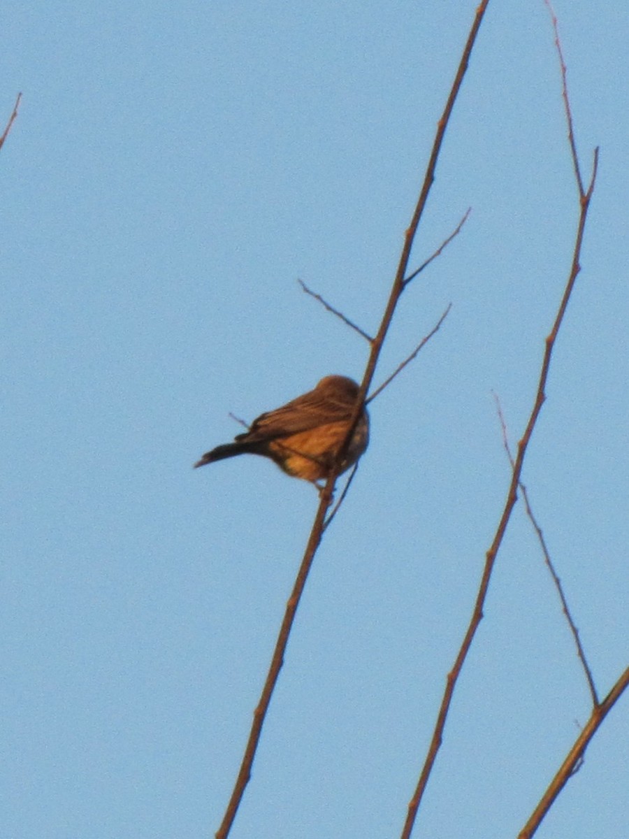 lesňáček žlutoskvrnný - ML647388679