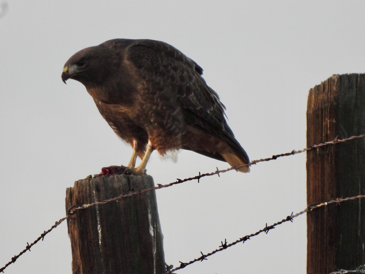 káně rudochvostá (ssp. calurus/alascensis) - ML647388680