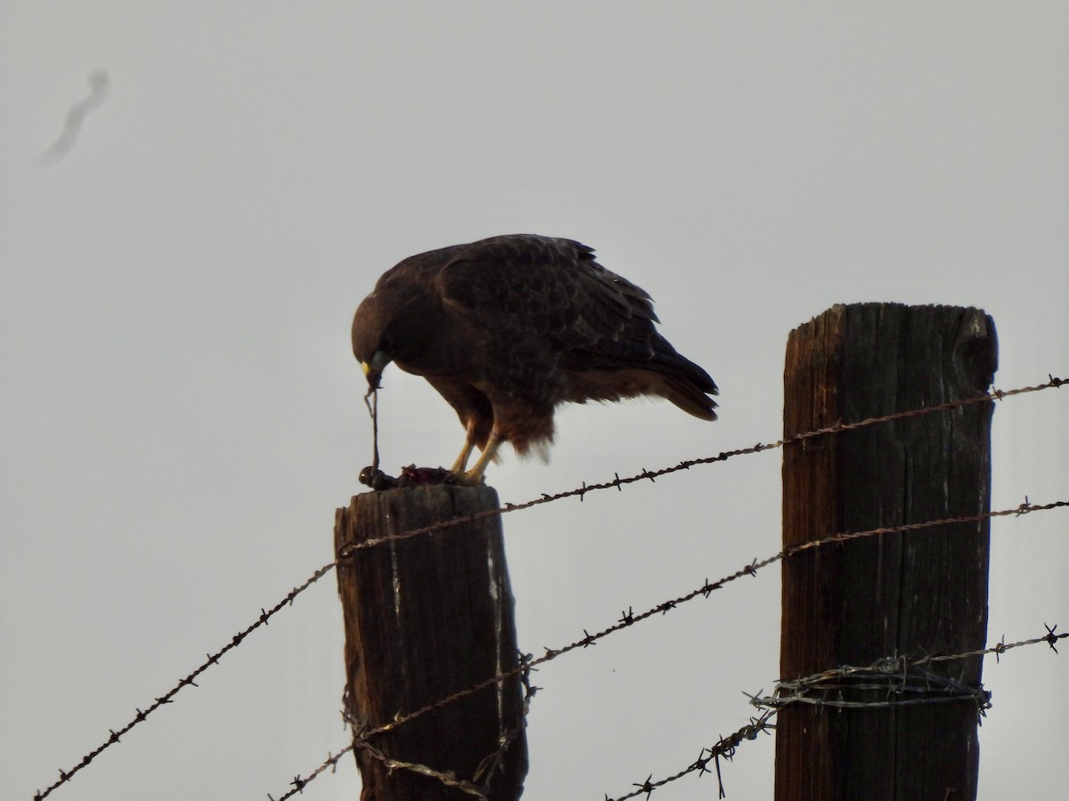 káně rudochvostá (ssp. calurus/alascensis) - ML647388681