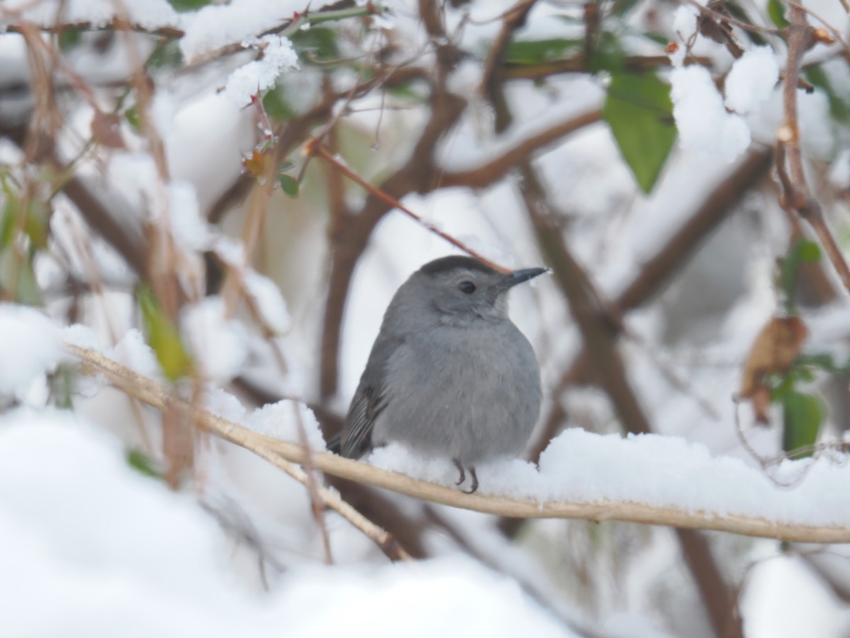 drozdec černohlavý - ML647388683