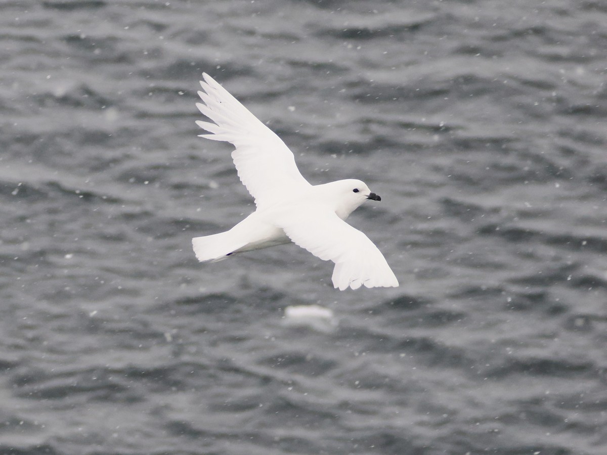 buřňák sněžní - ML647388684