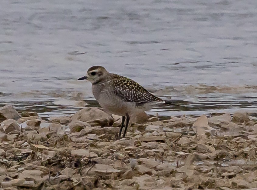 kulík hnědokřídlý - ML647388685