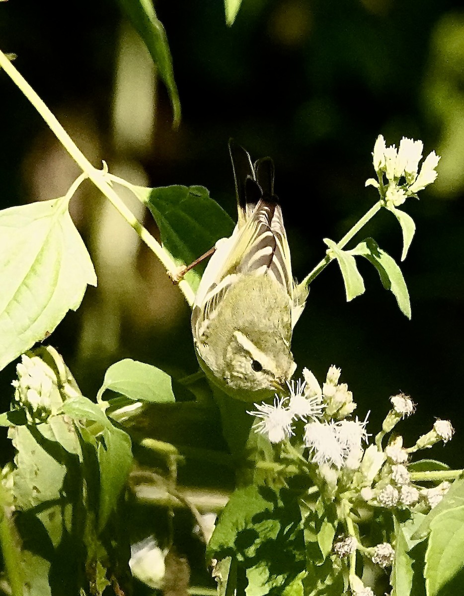 budníček pruhohlavý - ML647388686