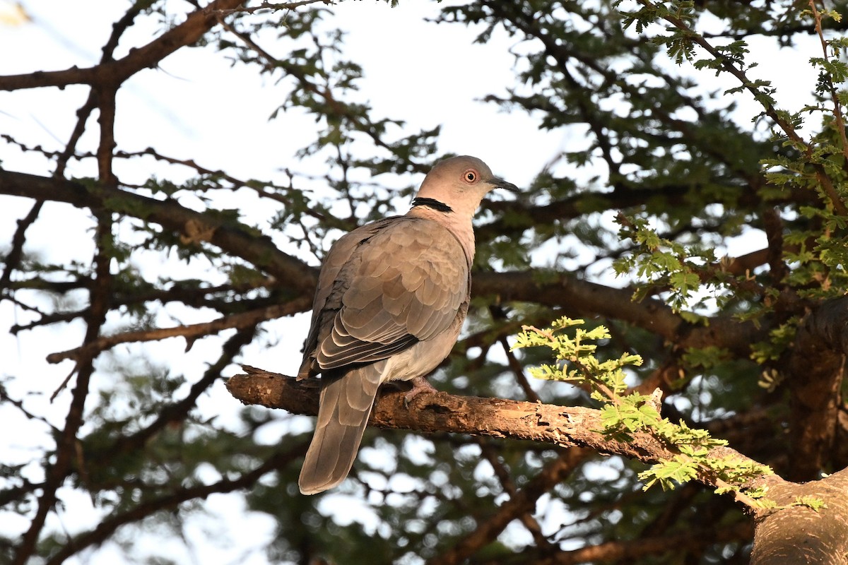 hrdlička africká - ML647388687