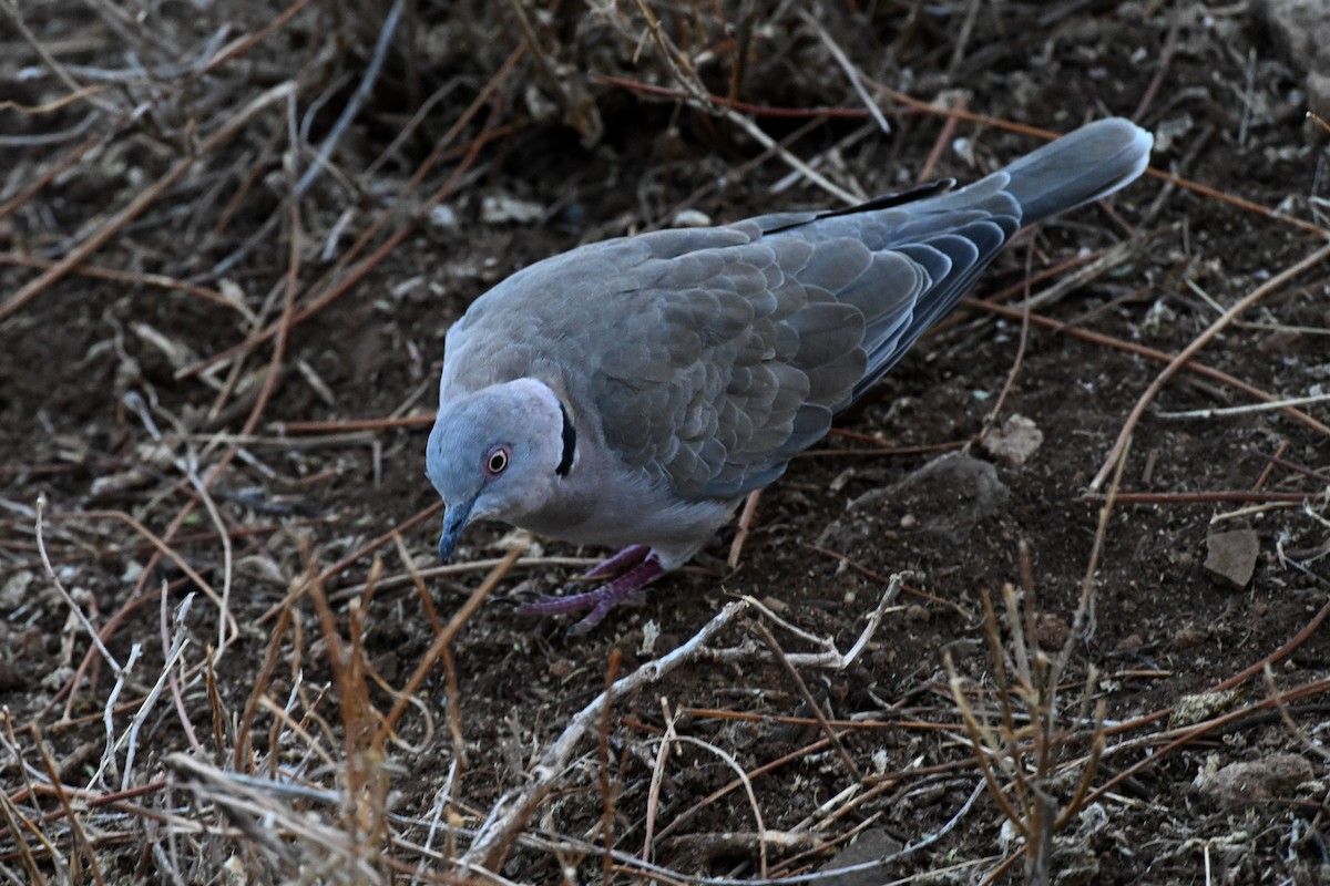 hrdlička africká - ML647388688