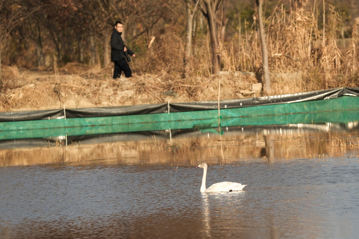 Cisne Chico (paleártico) - ML647388689