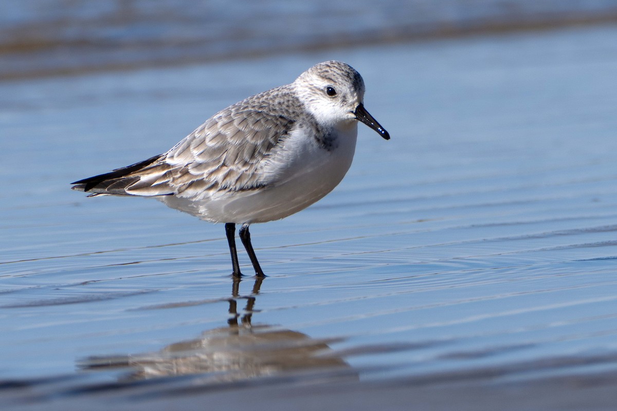 jespák písečný - ML647388690