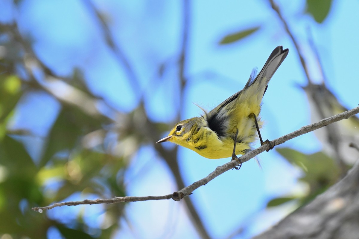 lesňáček pokřovní - ML647388691