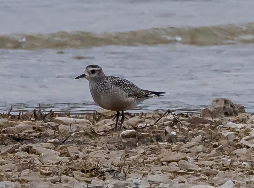 kulík hnědokřídlý - ML647388693