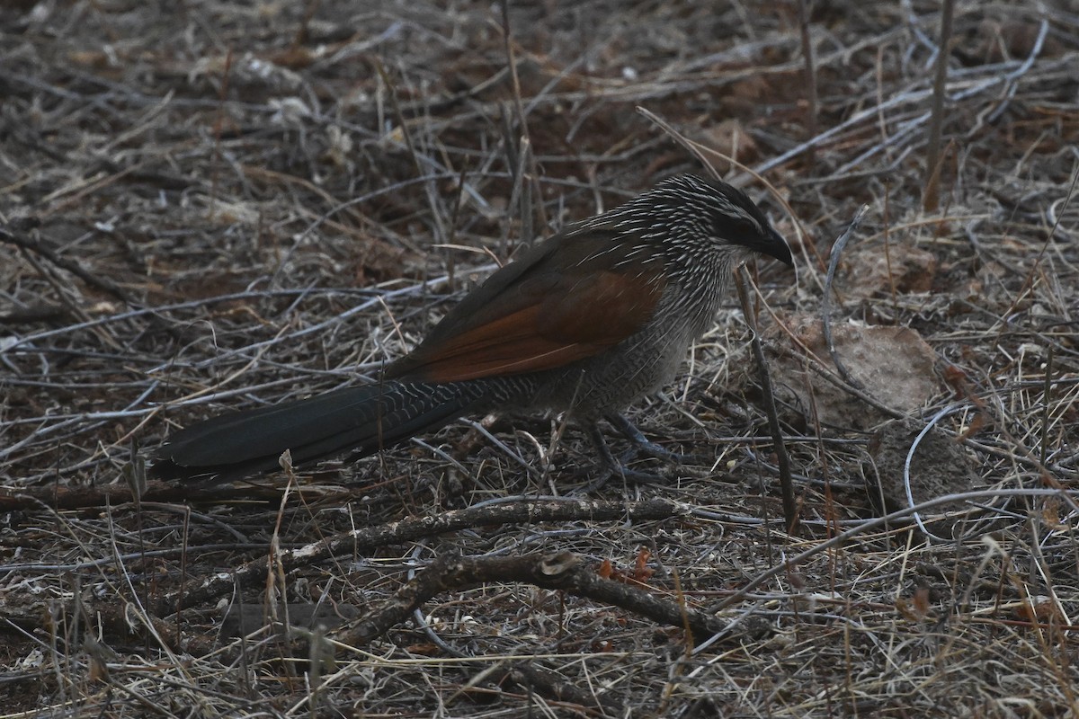 kukačka bělobrvá - ML647388694