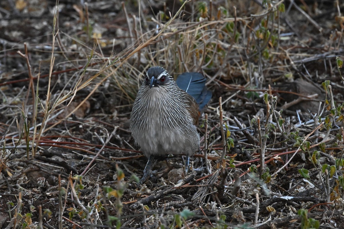 kukačka bělobrvá - ML647388695