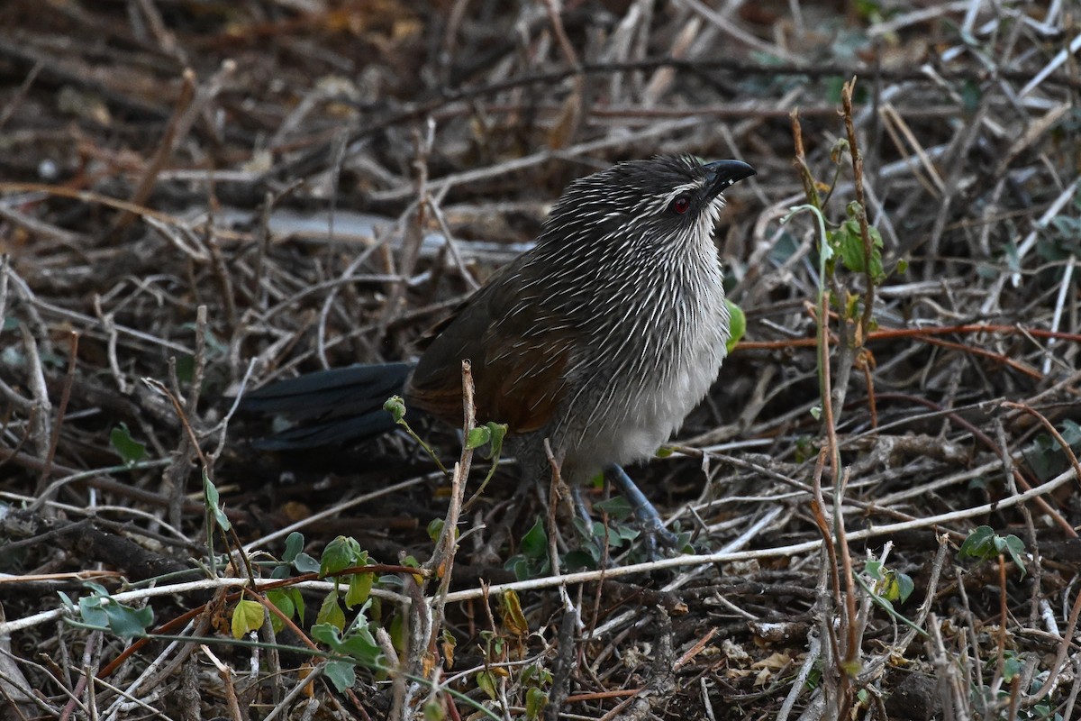 kukačka bělobrvá - ML647388696