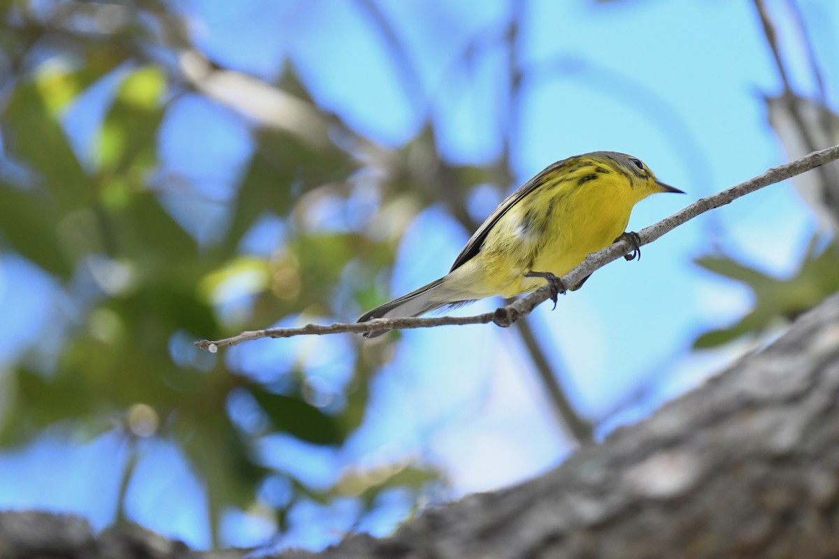 lesňáček pokřovní - ML647388697