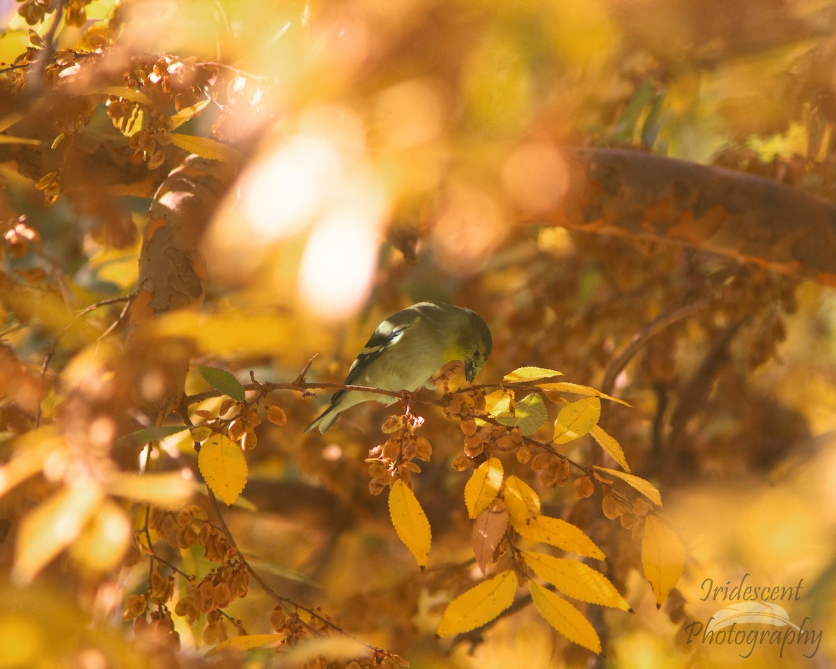 čížek žlutý - ML647388698