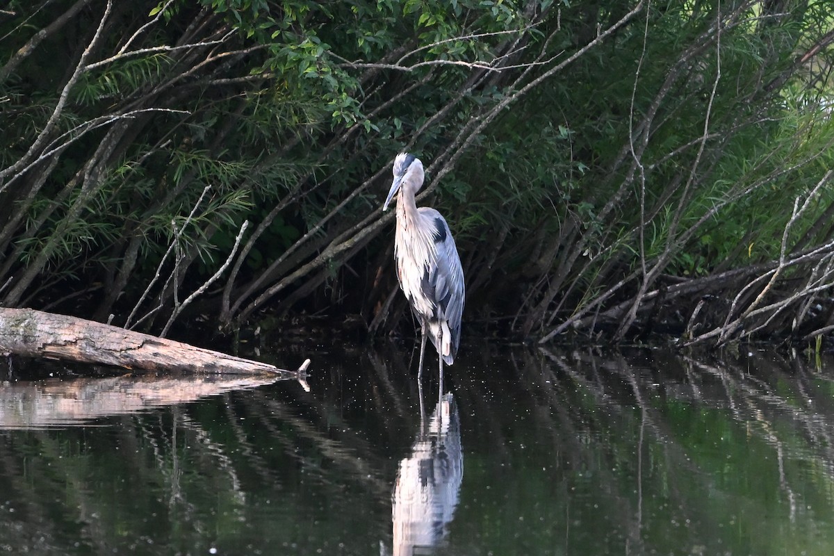 volavka velká - ML647388699