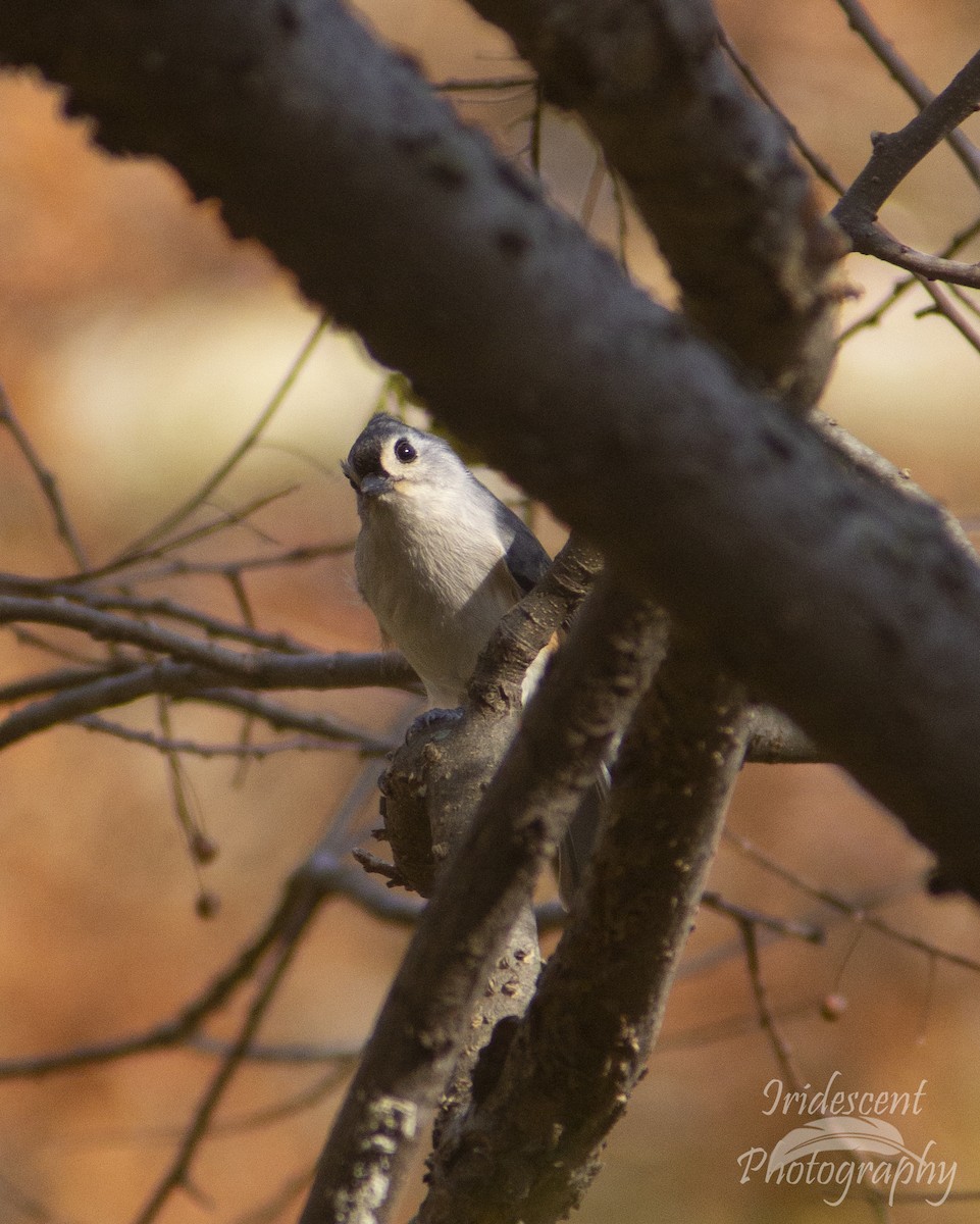 sýkora rezavoboká - ML647388700