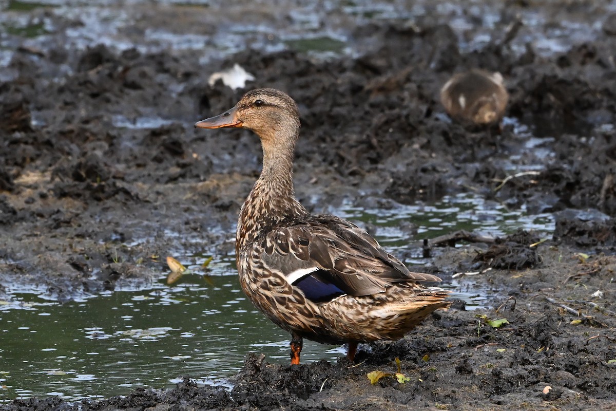 kachna divoká - ML647388702