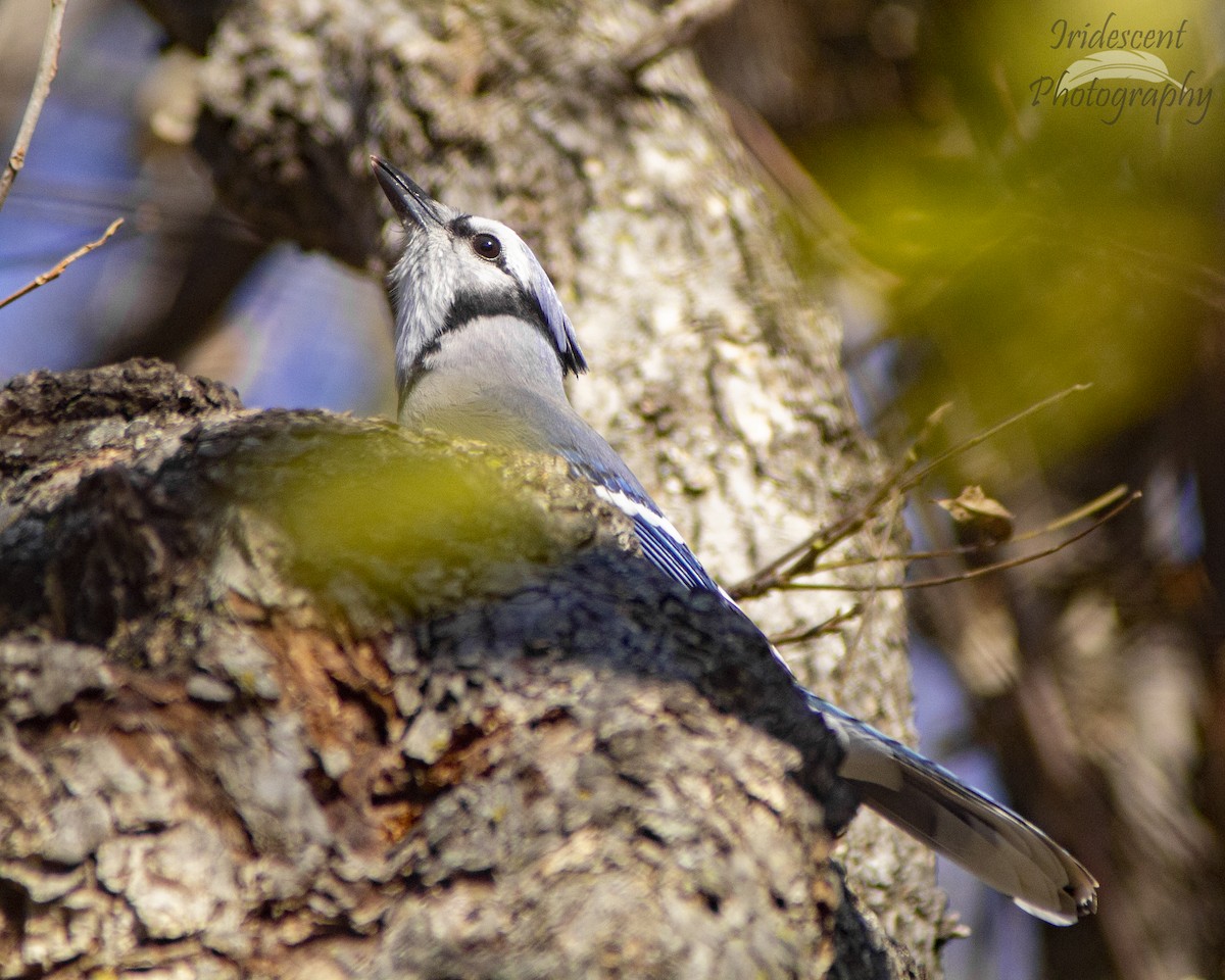 sojka chocholatá - ML647388703