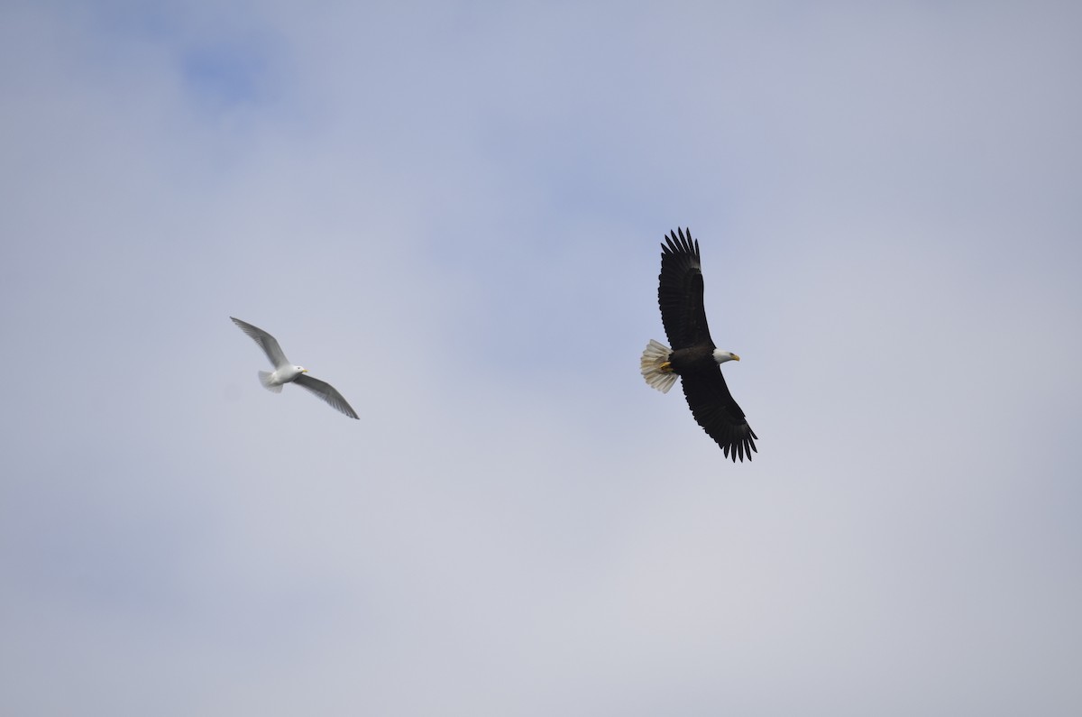 orel bělohlavý - ML647388704