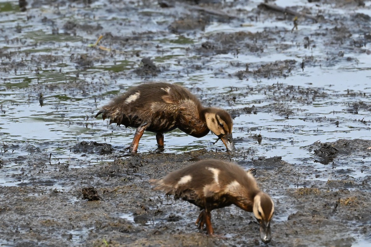 kachna divoká - ML647388708