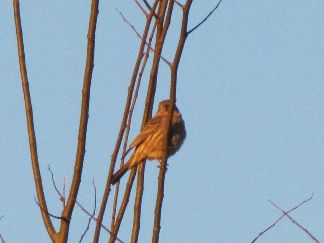 House Finch - ML647388711