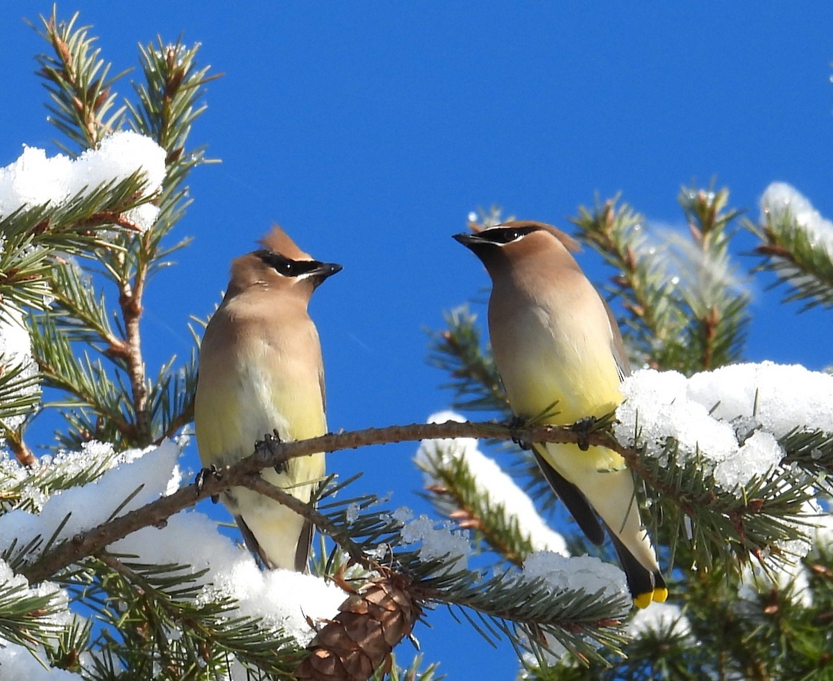 Cedar Waxwing - ML647388713