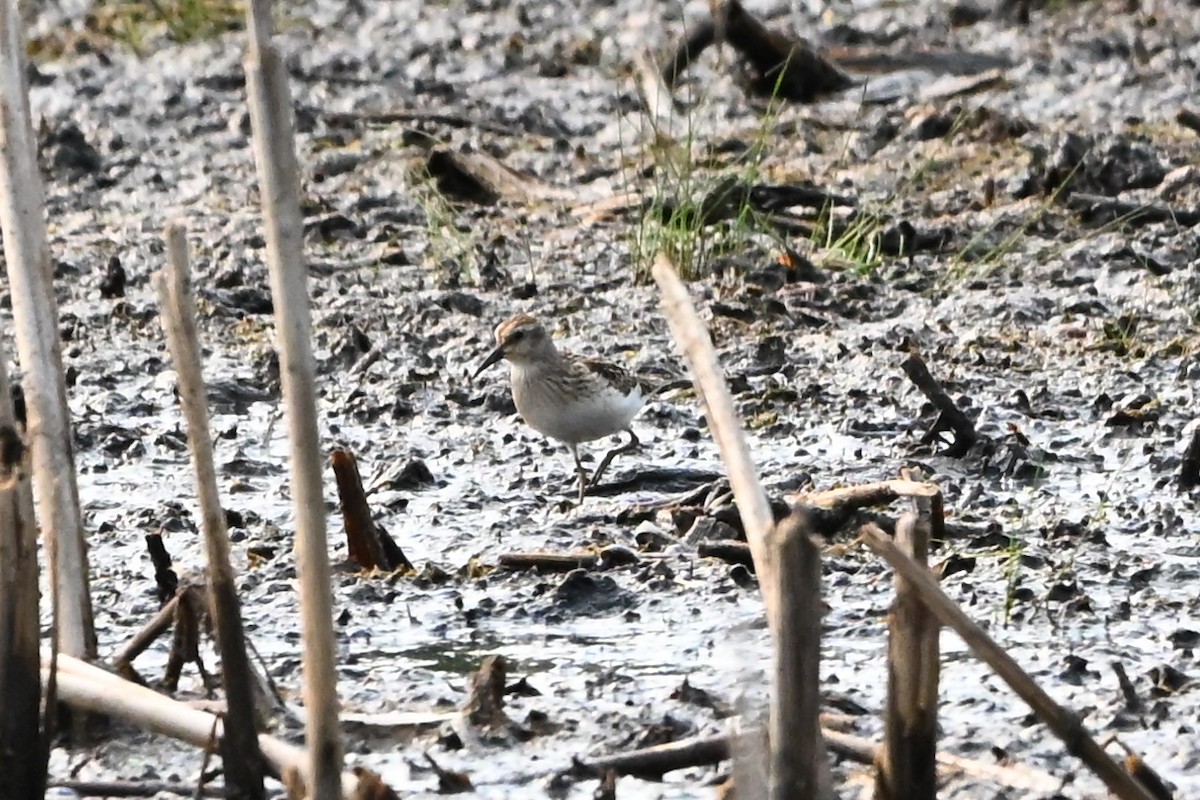 jespák srostloprstý - ML647388721