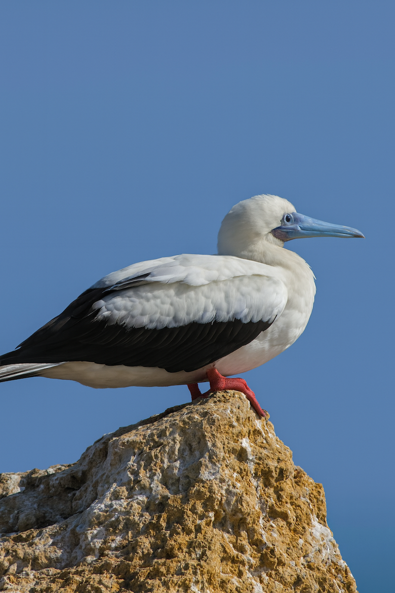 アカアシカツオドリ - ML647388733