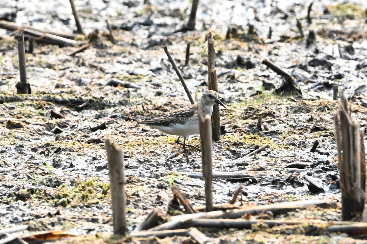 jespák srostloprstý - ML647388735