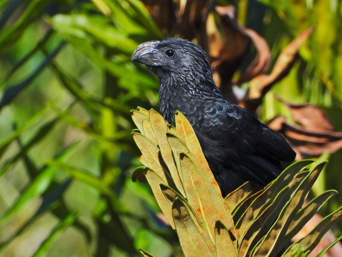 Groove-billed Ani - ML647388741