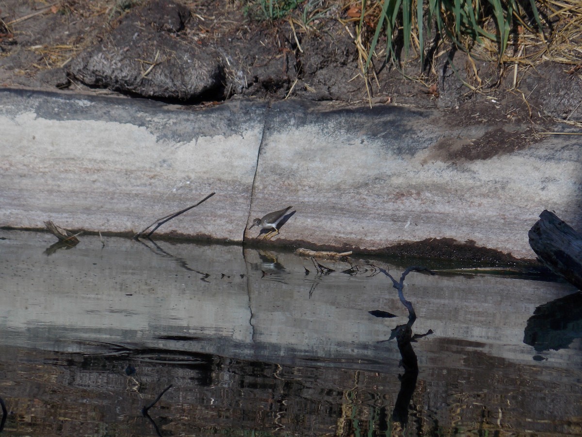 Spotted Sandpiper - ML647388750