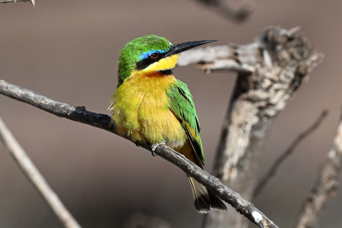 Little Bee-eater - ML647388752
