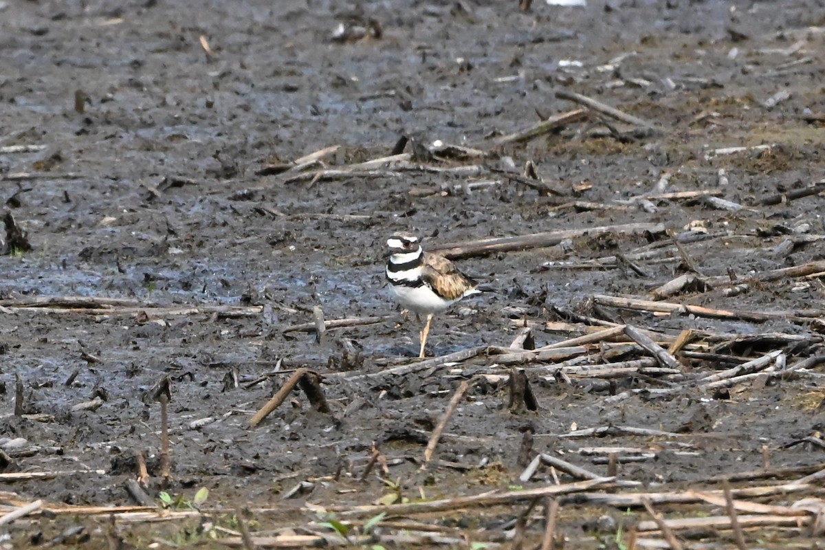 kulík rezavoocasý - ML647388754