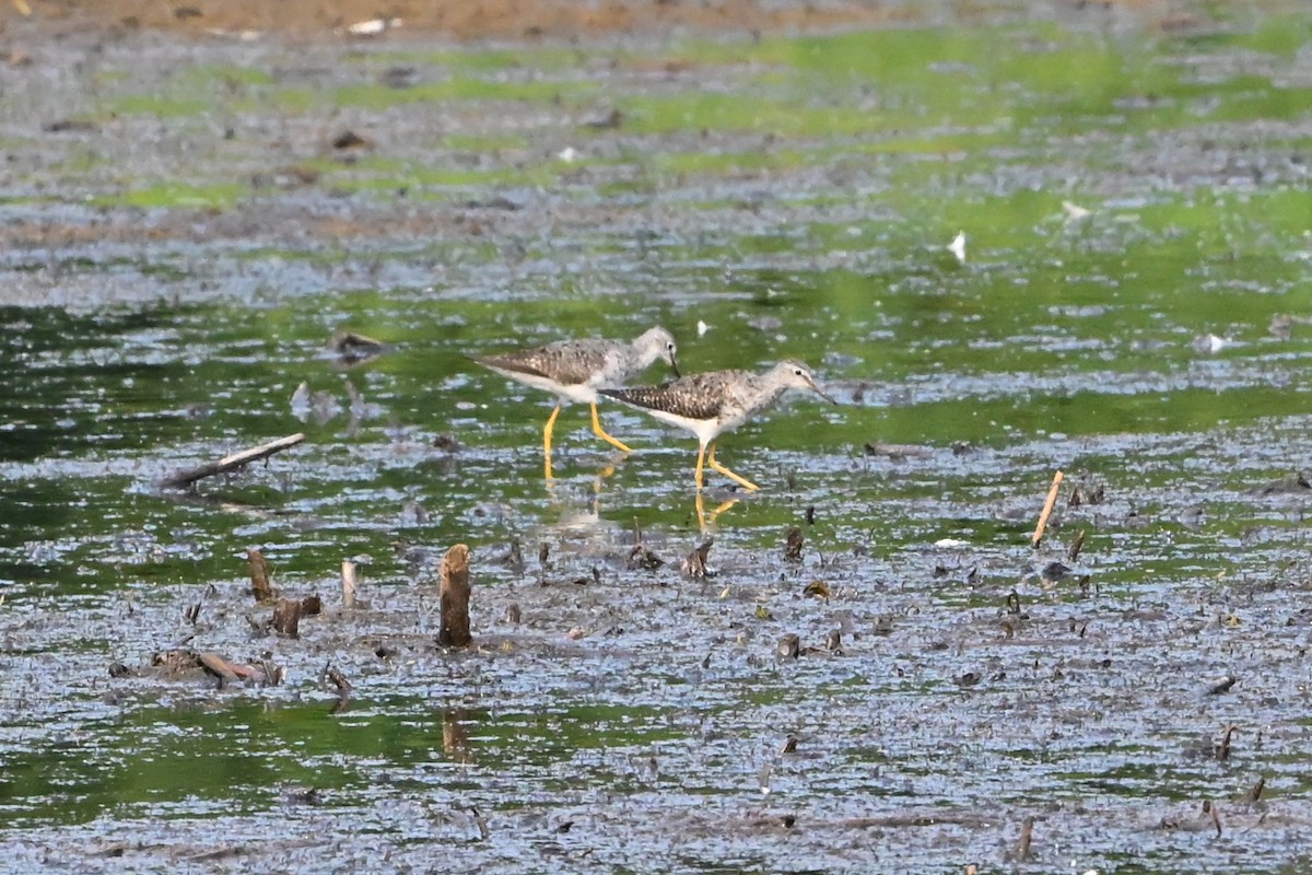 vodouš žlutonohý - ML647388764