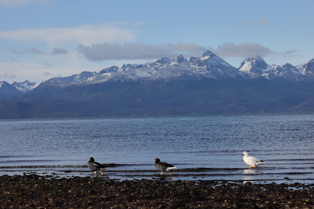 Cauquén Caranca - ML647388771