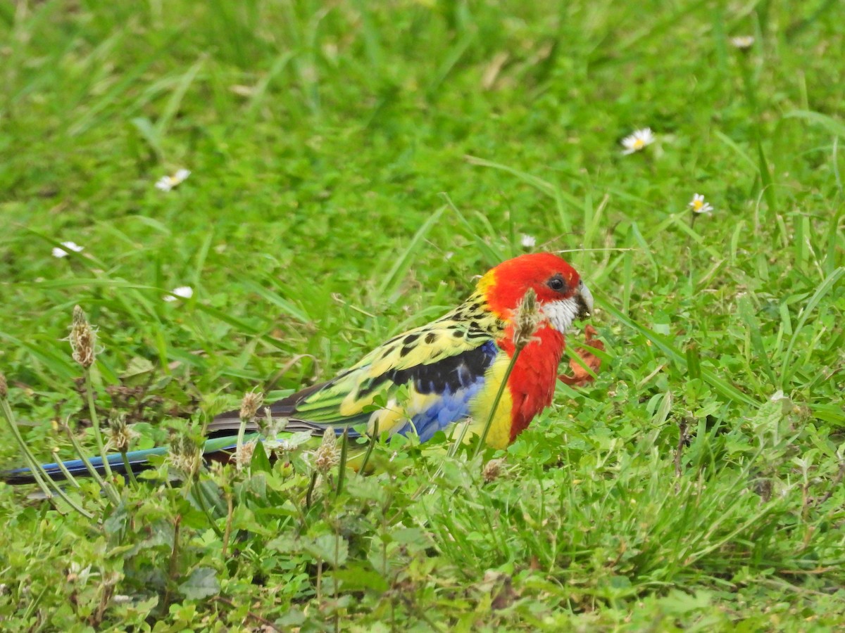 Perico Multicolor - ML647388772