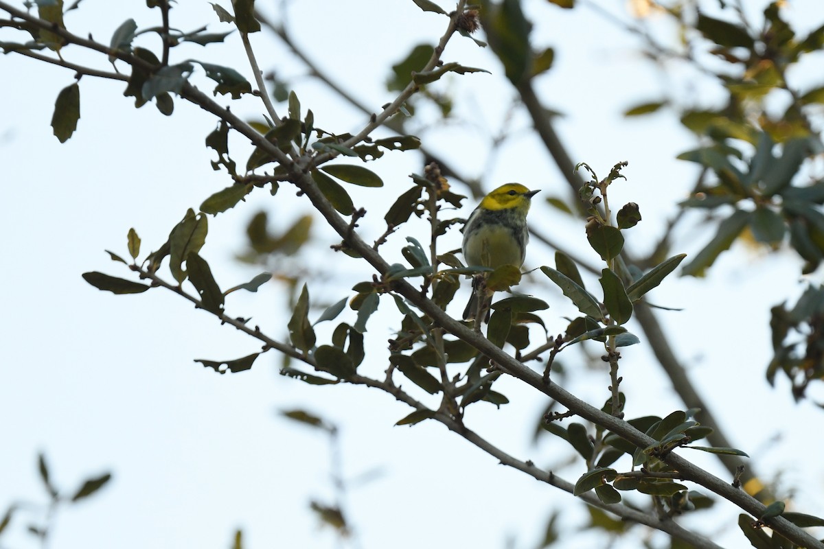 Reinita Dorsiverde - ML647388773