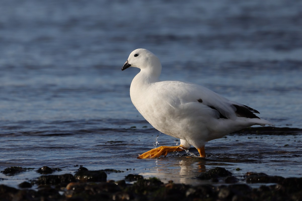 Cauquén Caranca - ML647388774