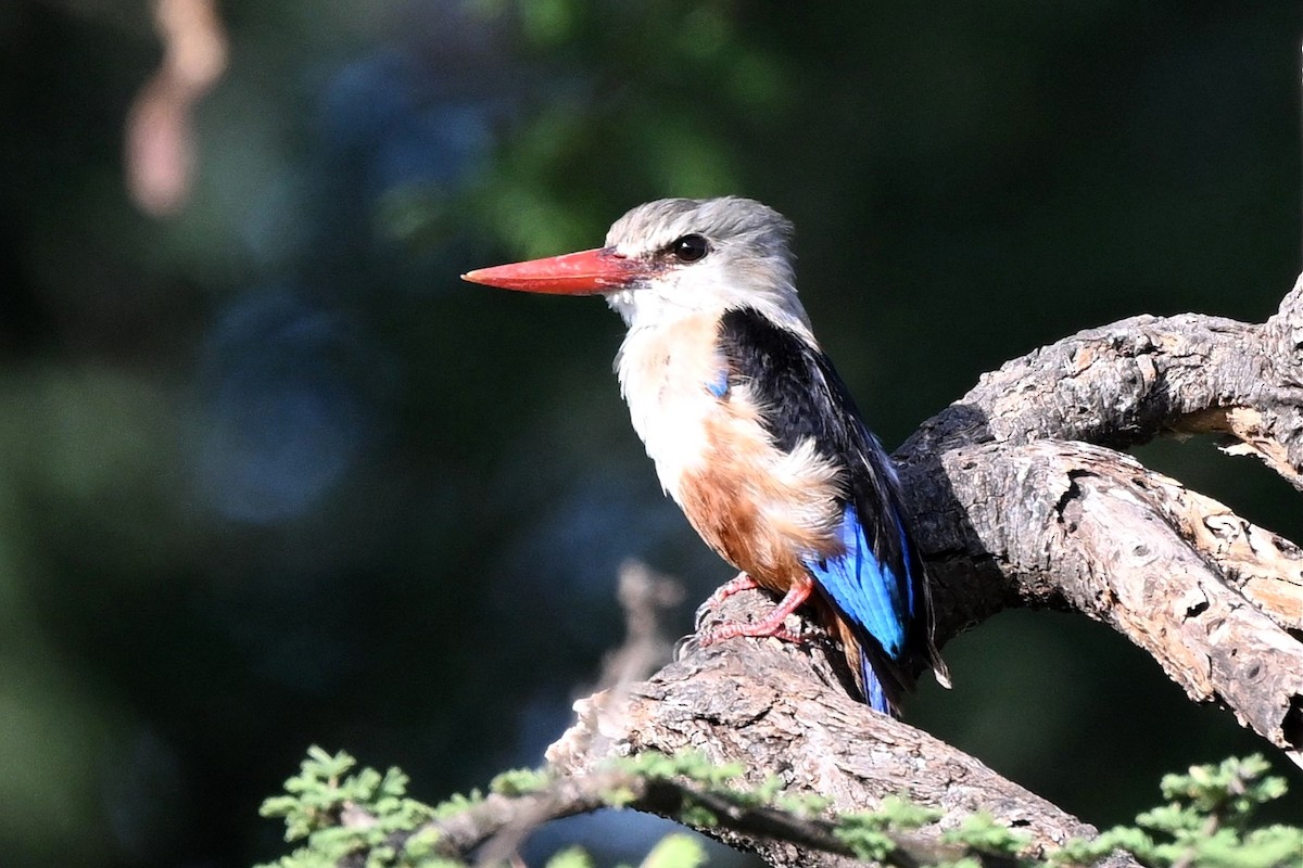 Alción Cabeciblanco - ML647388781