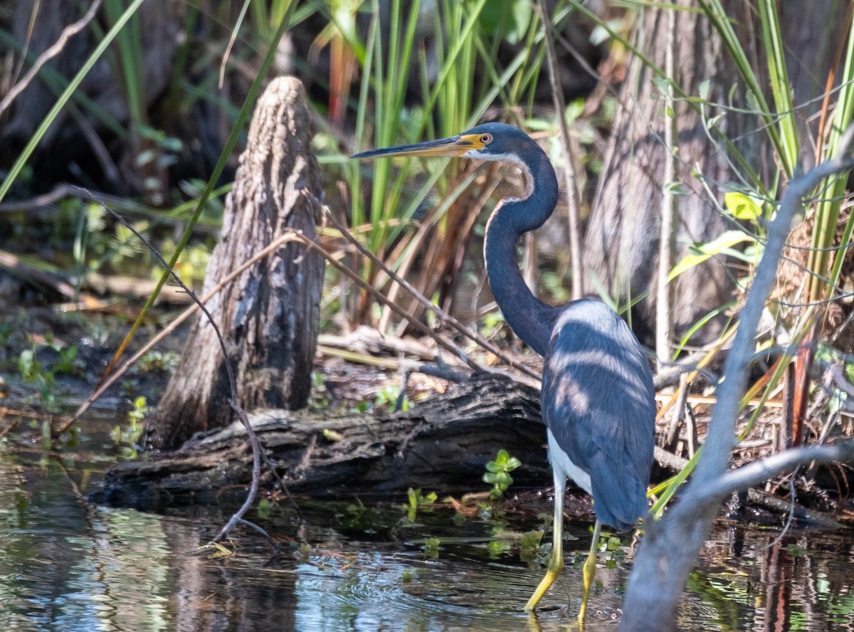 Garceta Tricolor - ML647388782